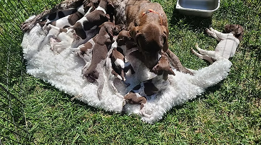 Puppies