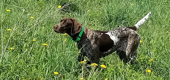 Bella